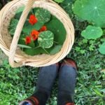 growing nasturtiums