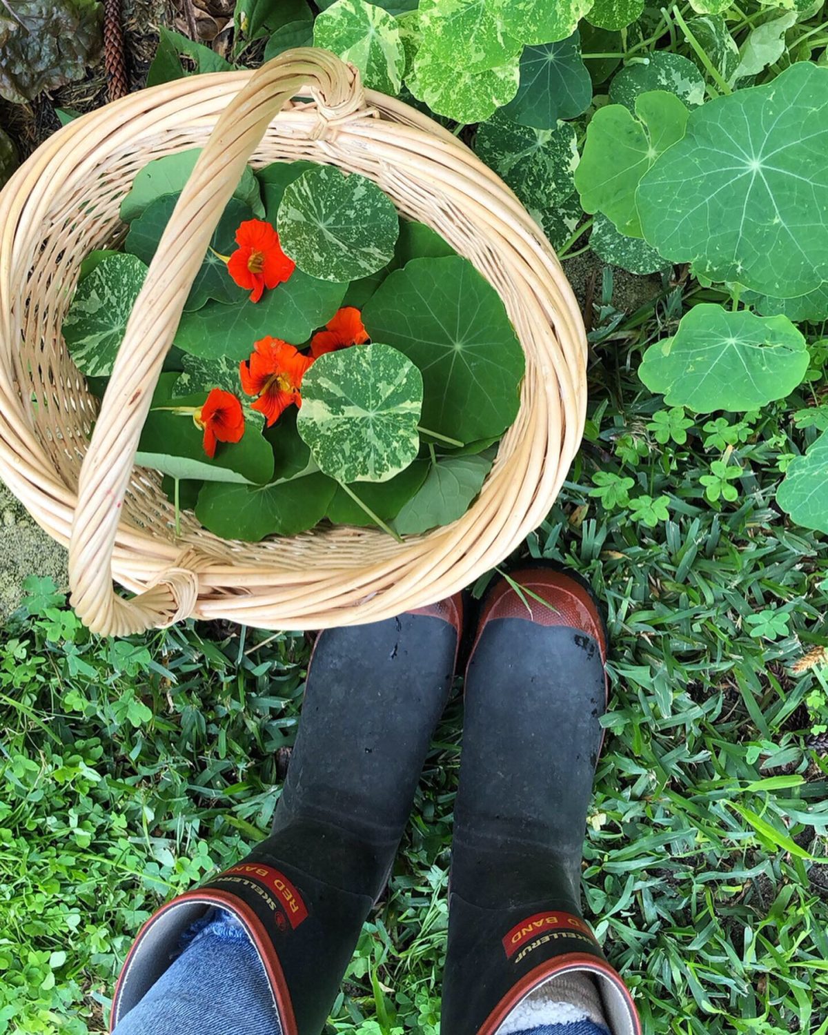 growing nasturtiums