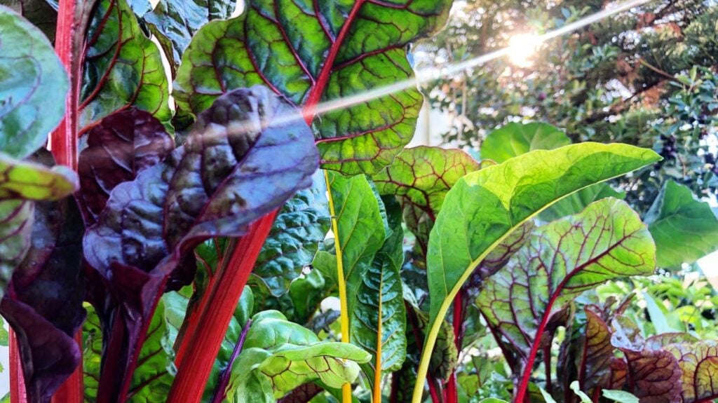 urban permaculture