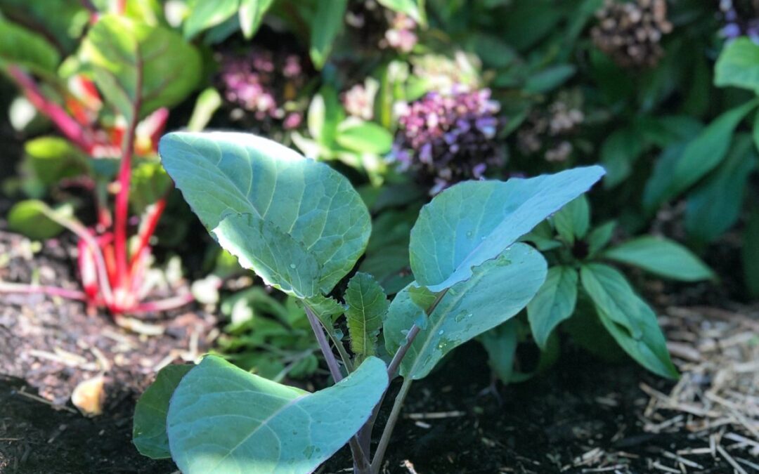 Winter Gardening Guide