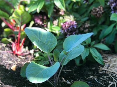 Winter Gardening Guide Perth: What to Plant, Grow & Harvest This Winter