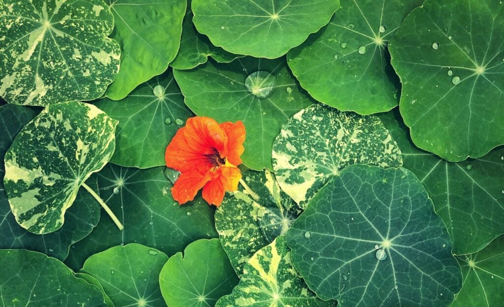 nasturtium
