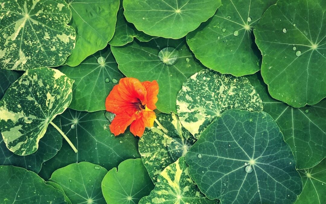 nasturtium