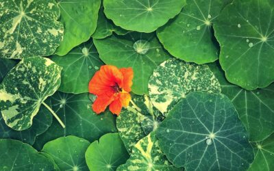 Growing Nasturtiums