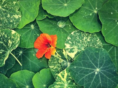 Growing Nasturtiums