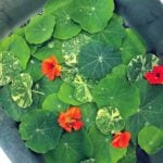 Nasturtium leaves