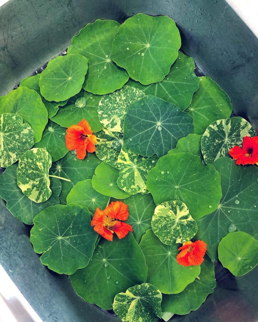 Nasturtium leaves