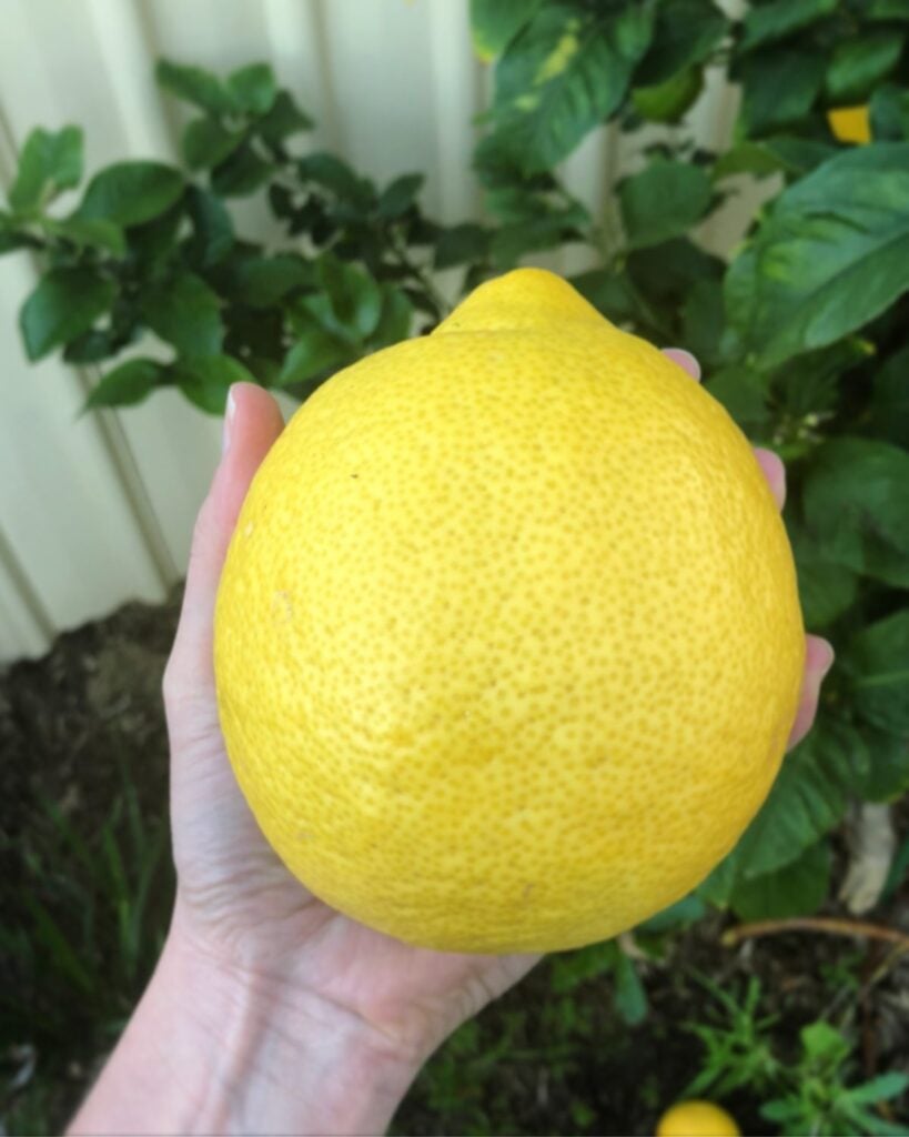 huge lemon