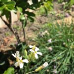 Flowers for the bees