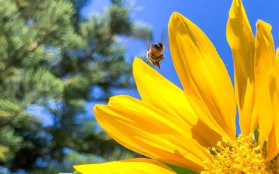 Top 5 Flowers for the Bees