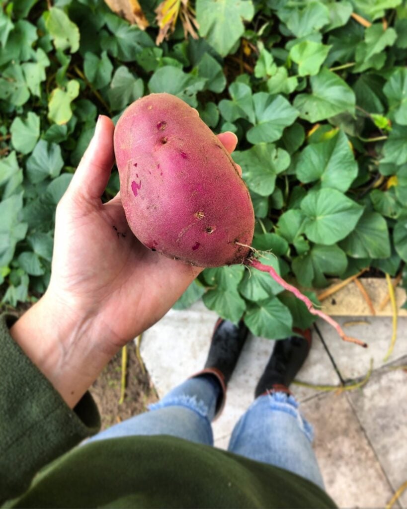 sweet potato