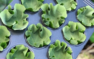 Nasturtium Mini Quiche