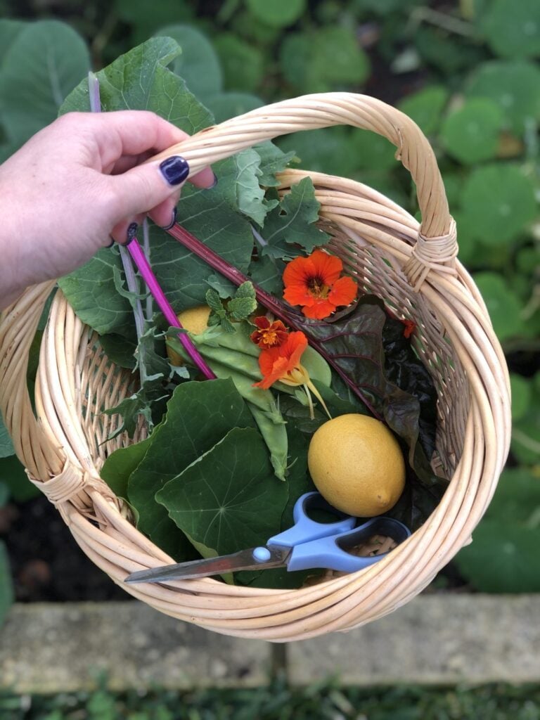 urban homesteading