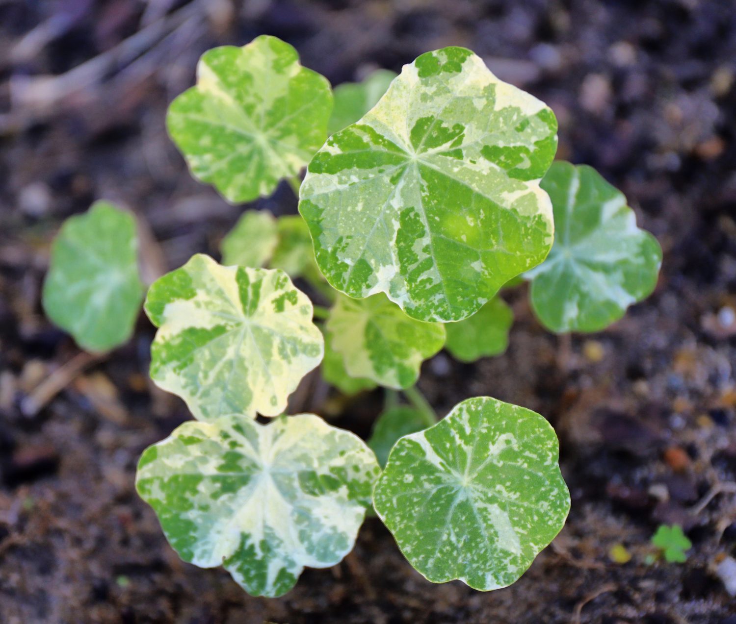 growing nasturtiums
