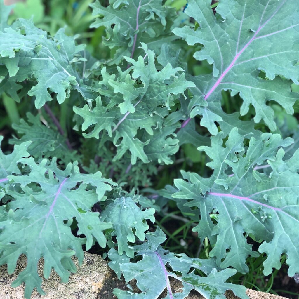 kale