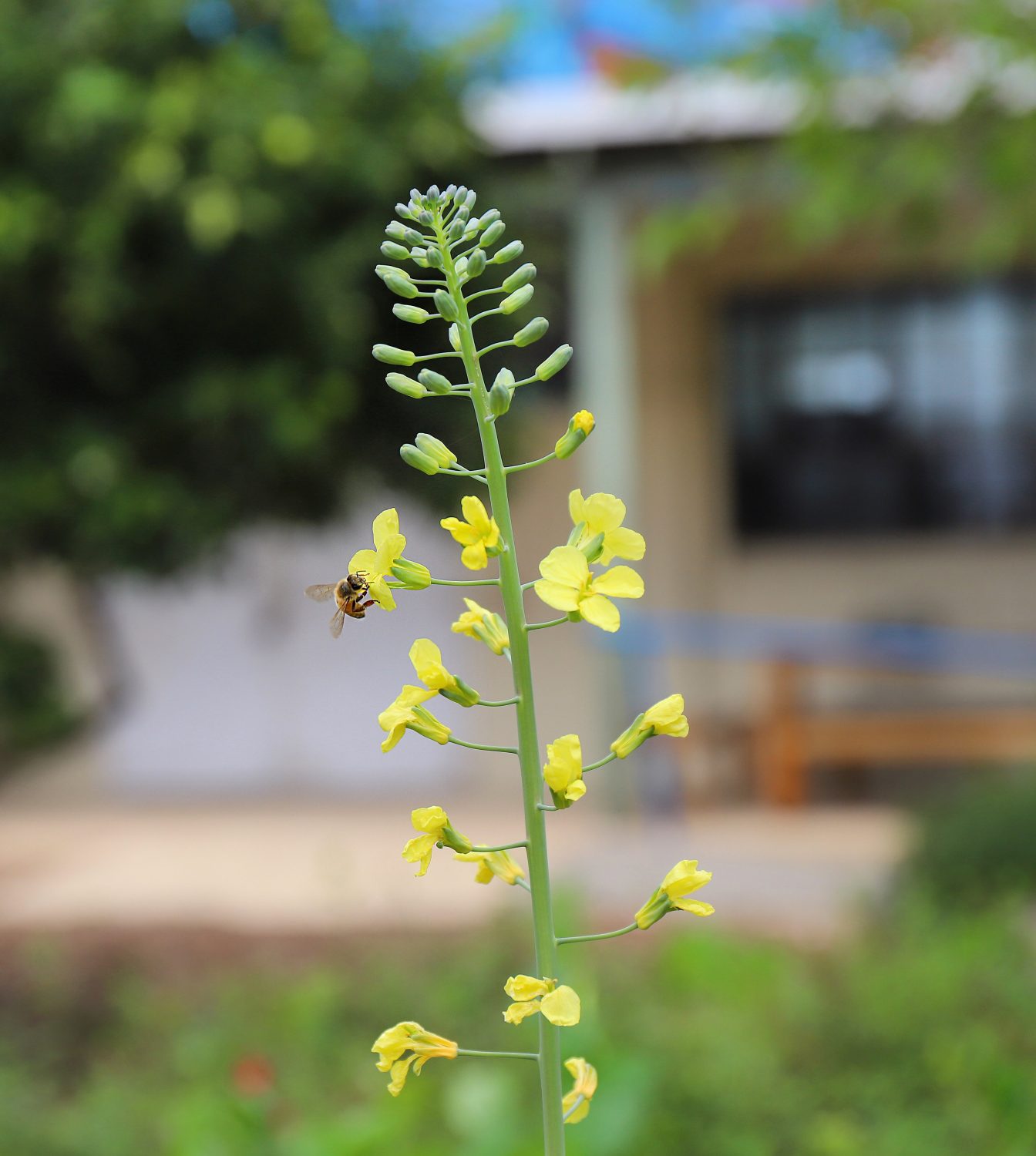 Flowers for the bees