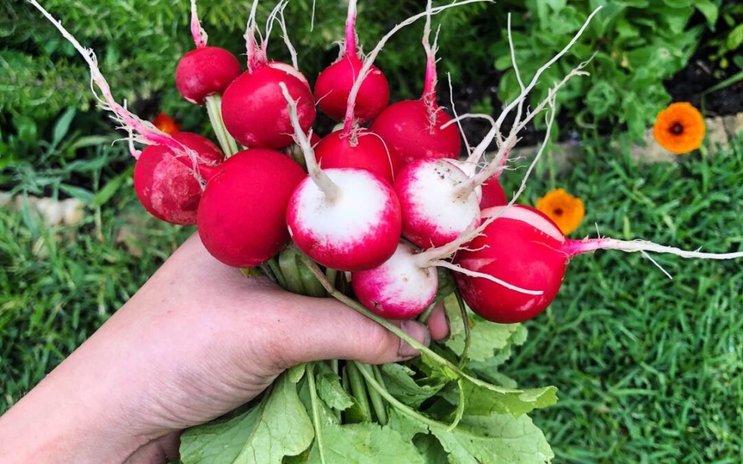 10 Best Edible Plants for Shade: Thriving Crops for Shady Spots