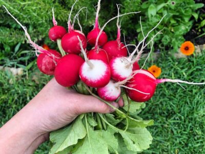 10 Best Edible Plants for Shade: Thriving Crops for Shady Spots