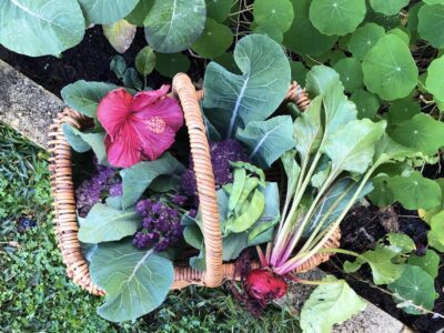 8 Ways to Grow and Purchase Toxic Free Fruit and Vegetables