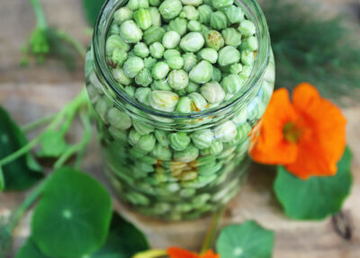 Nasturtium Capers Recipe: Easy Refrigerator Pickles from the Garden