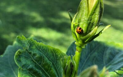Natural Pest Management