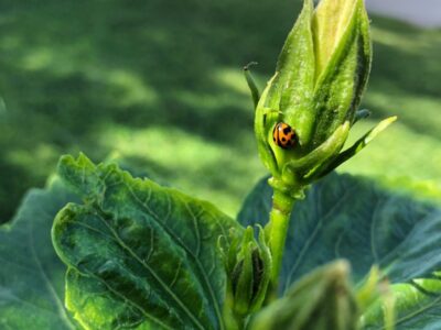 Natural Pest Management