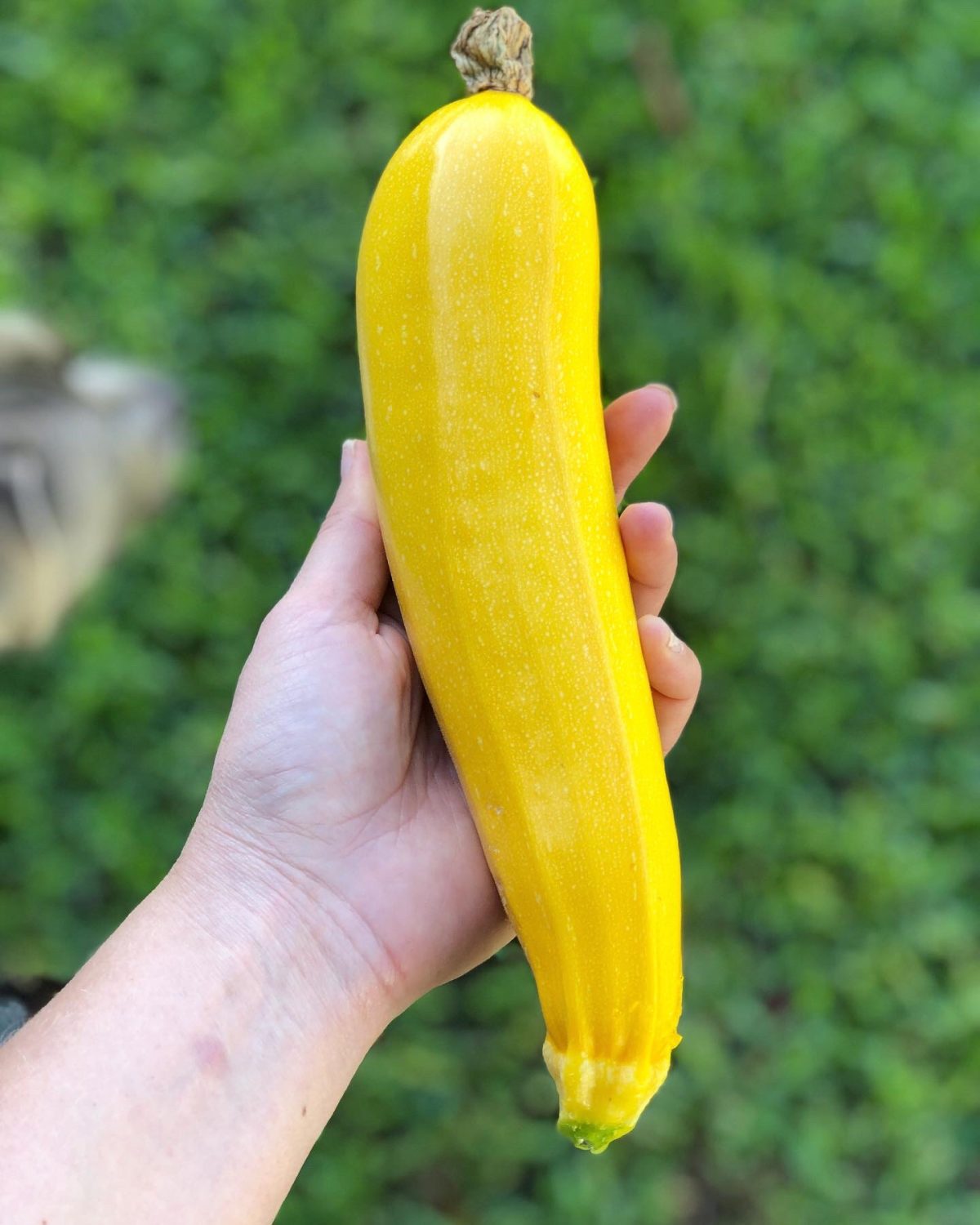 golden zucchini