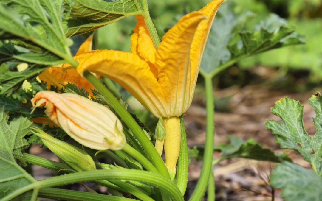 How to Hand Pollinate Zucchini