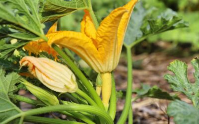 How to Hand Pollinate Zucchini
