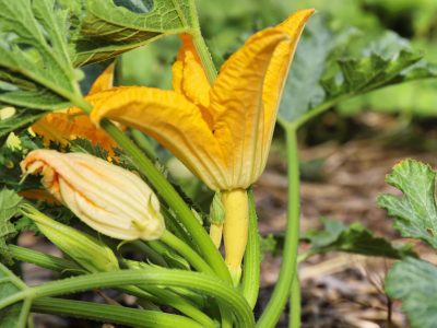 How to Hand Pollinate Zucchini