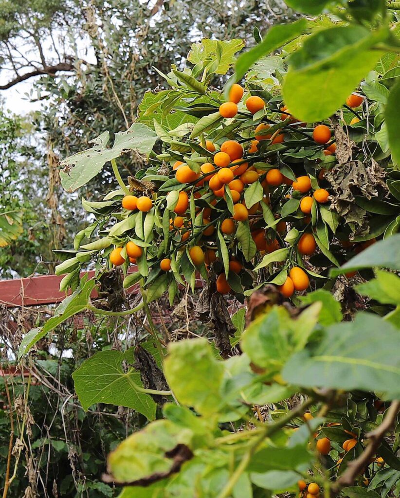 self-sufficient fruit trees