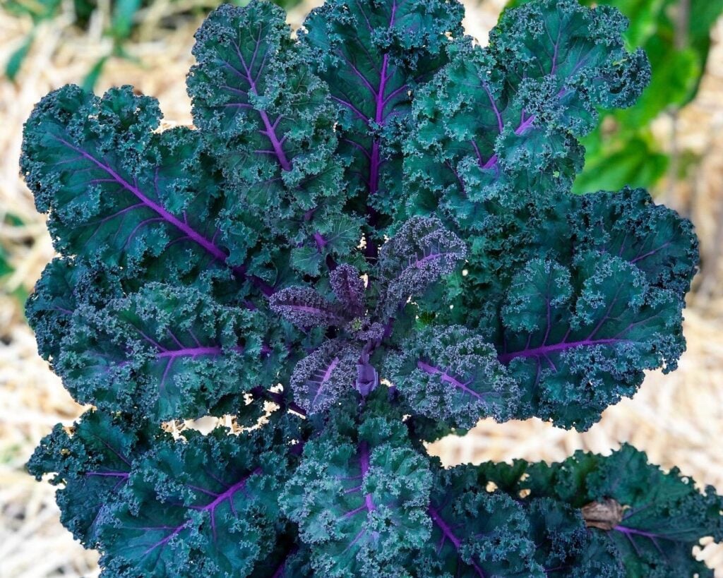 kale