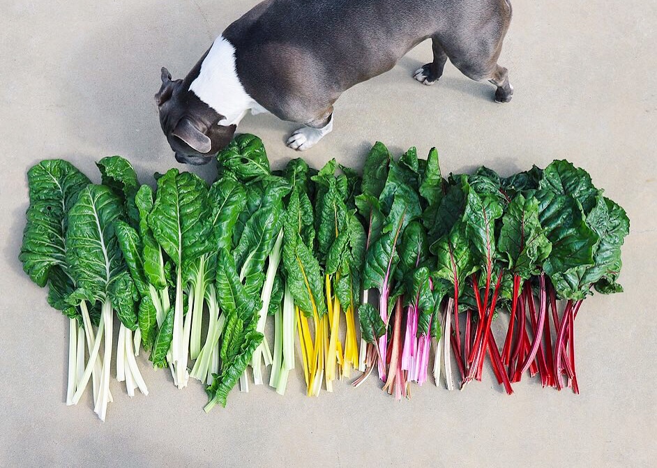 rainbow chard