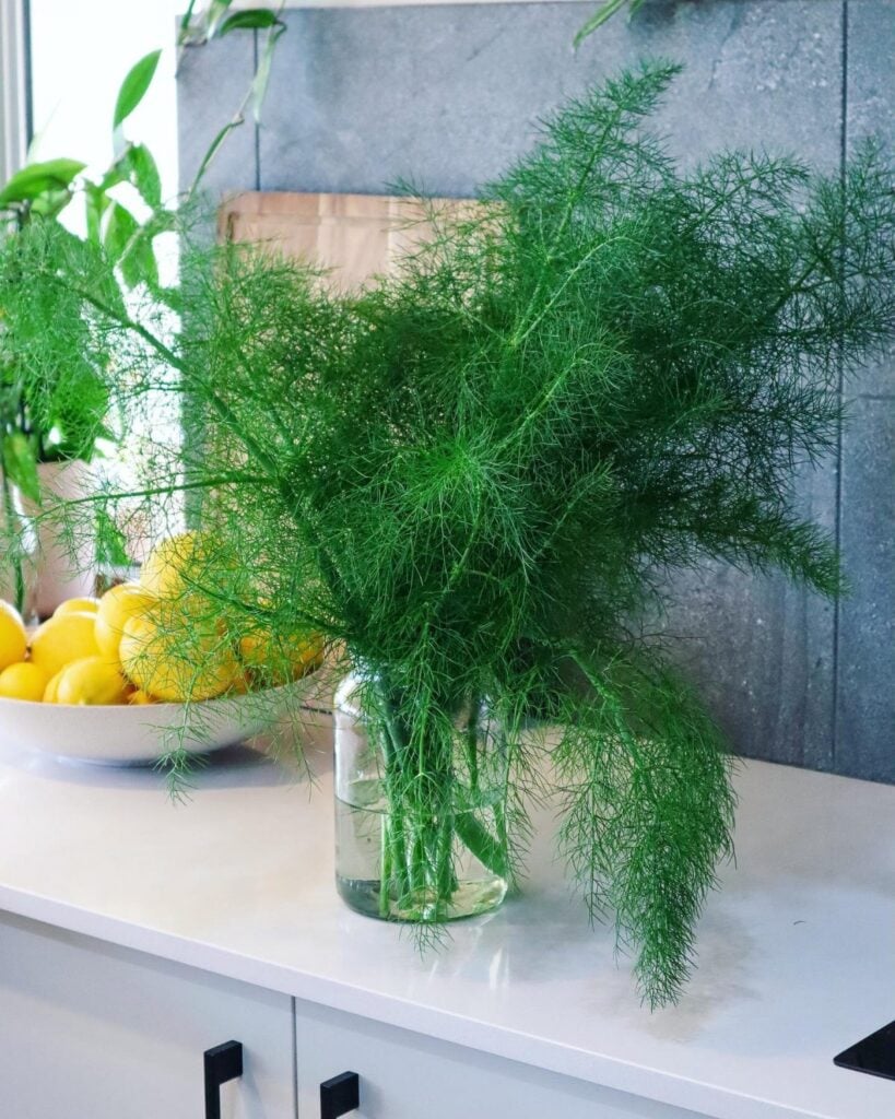 fennel fronds