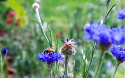 Spring Gardening Guide