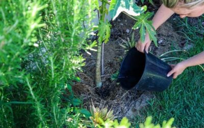 Gardening with Water Restrictions – Water-Saving Tips