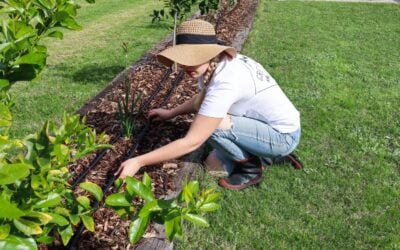 How to keep plants alive in a heatwave