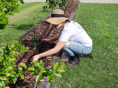 How to keep plants alive in a heatwave
