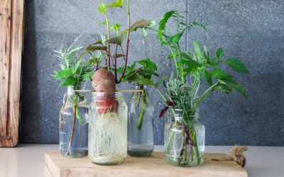 Grow Food From Cuttings