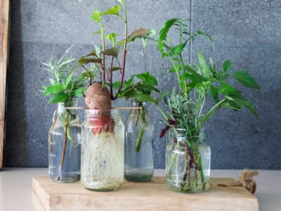 Grow Food From Cuttings