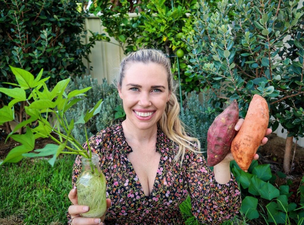 growing sweet potatoes