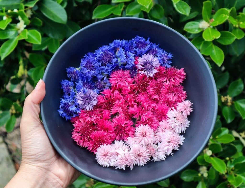 CORNFLOWERS