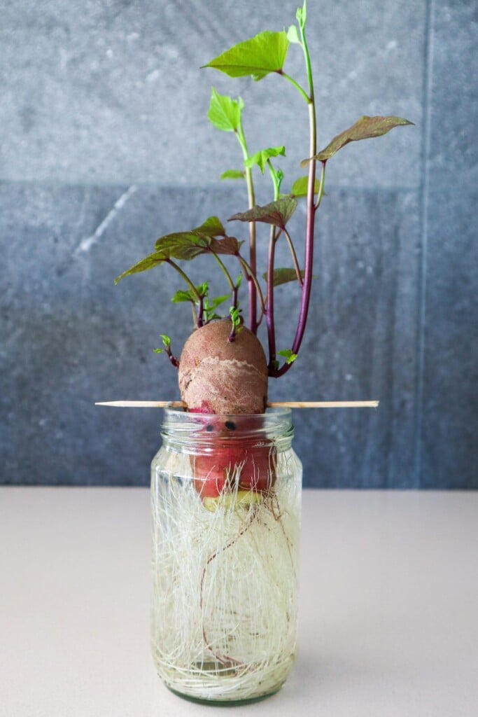growing sweet potatoes