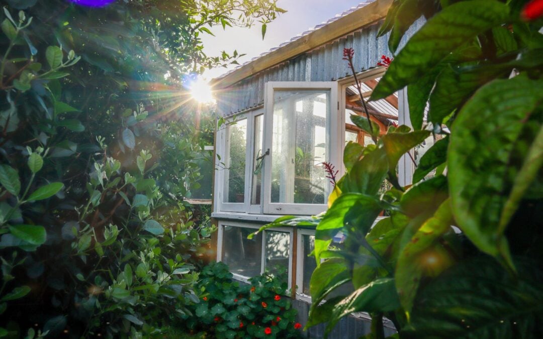 DIY Greenhouse Built from Recycled Windows