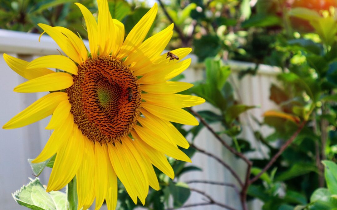 Summer Gardening Guide