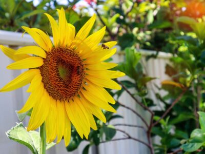 Summer Gardening Guide