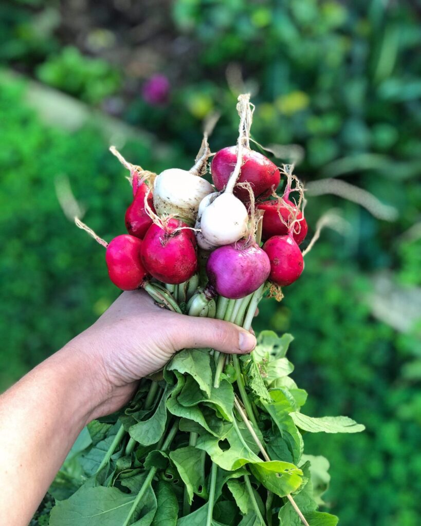 radish