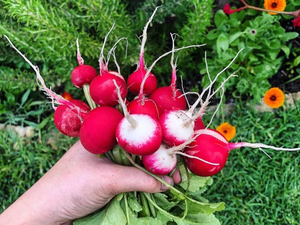 radish