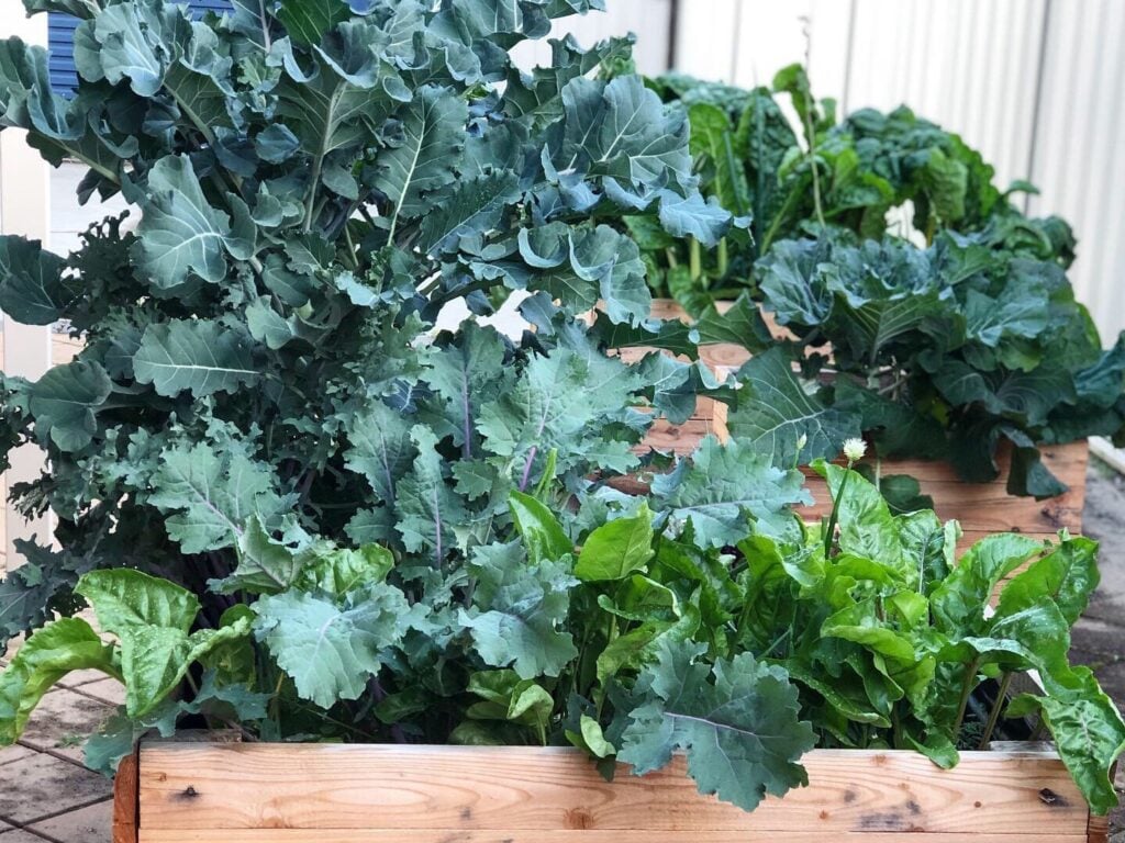 Vegetables to Plant in Autumn