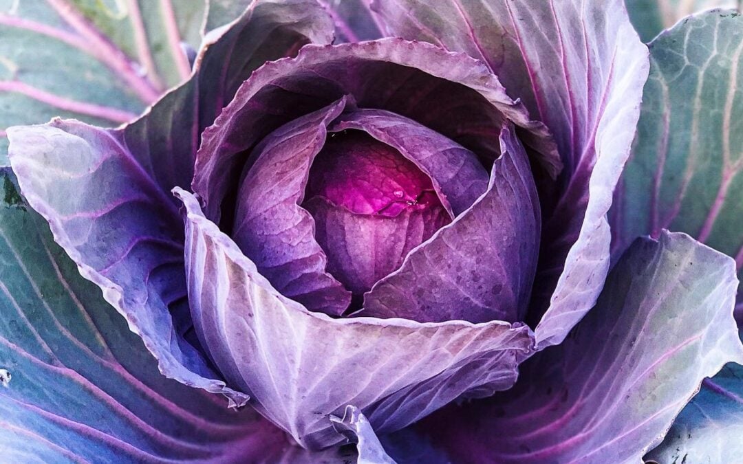 What to Plant in Autumn / Winter